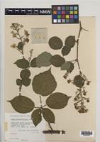 Isotype of Rubus incurvatiformis Edees [family ROSACEAE]