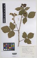 Paratype of Rubus infestior Edees [family ROSACEAE]