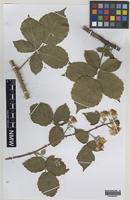 Holotype of Rubus iscanus A.Newton & M.Porter [family ROSACEAE]