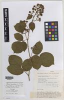 Syntype of Rubus laxatifrons W.C.R.Watson [family ROSACEAE]