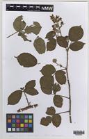 Isolectotype of Rubus melanocladus (Sudre) Ridd. [family ROSACEAE]