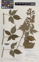 Paratype of Rubus merlinii A.Newton & M.Porter [family ROSACEAE]