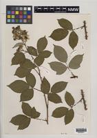 Paratype of Rubus milfordensis Edees [family ROSACEAE]