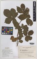 Isoparatype of Rubus monensis W.C.Barton & Ridd. [family ROSACEAE]