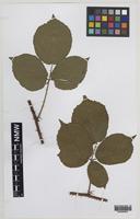 Syntype of Rubus mucronatiformis (Sudre) W.R.C.Watson [family ROSACEAE]
