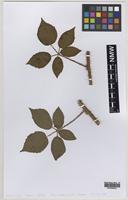 Isolectotype of Rubus murrayi Sudre [family ROSACEAE]