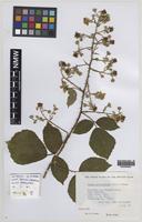 Paratype of Rubus norvicensis A.L.Bull & Edees [family ROSACEAE]