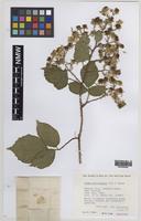 Paratype of Rubus norvicensis A.L.Bull & Edees [family ROSACEAE]
