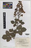 Isoparatype of Rubus ordovicum A.Newton [family ROSACEAE]