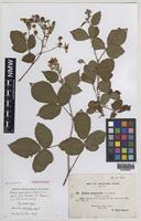 Isolectotype of Rubus oxyanchus Sudre [family ROSACEAE]