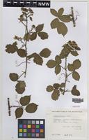 Paratype of Rubus painteri Edees [family ROSACEAE]