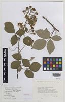Paratype of Rubus percrispus D.E.Allen & R.D.Randall [family ROSACEAE]