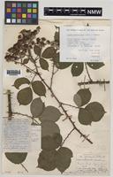 Holotype of Rubus pervalidus Edees & A.Newton [family ROSACEAE]