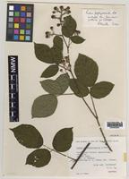 Isotype of Rubus porphyrocaulis A.Newton [family ROSACEAE]