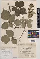 Isoparatype of Rubus rossensis A.Newton [family ROSACEAE]