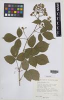 Paratype of Rubus turritus Edees [family ROSACEAE]