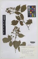 Paratype of Rubus turritus Edees [family ROSACEAE]