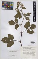 Paratype of Rubus varvicensis Edees [family ROSACEAE]