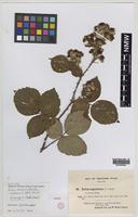 Isotype of Rubus rossensis A.Newton [family ROSACEAE]