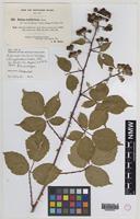 Isolectotype of Rubus rubritinctus W.C.R.Watson [family ROSACEAE]