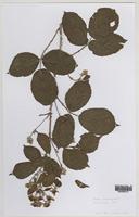Isolectotype of Rubus subintegribasis Druce [family ROSACEAE]