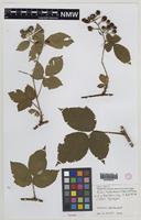 Syntype of Rubus trelleckensis Edees & A.Newton [family ROSACEAE]