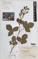 Isoparatype of Rubus varvicensis Edees [family ROSACEAE]