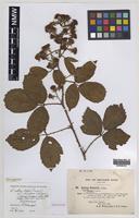 Isolectotype of Rubus wolley-dodii (Sudre) W.C.R.Watson [family ROSACEAE]