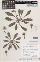 Isotype of Taraxacum serpenticola A.J.Richards in [family ASTERACEAE]