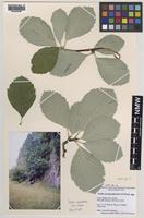 Holotype of Sorbus cambrensis M.C.F.Proctor [family ROSACEAE]