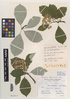 Holotype of Sorbus saxicola T.C.G.Rich [family ROSACEAE]