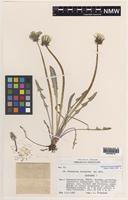 Isotype of Taraxacum irrigatum Kirschner & Stepanek [family ASTERACEAE]