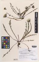 Type? of Taraxacum heleocharis Kirschner & Stepanek [family ASTERACEAE]