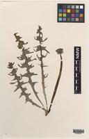 Isotype of Taraxacum hesperium C.C.Haw. [family ASTERACEAE]