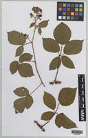 Isolectotype of Rubus adamsii Sudre [family ROSACEAE]