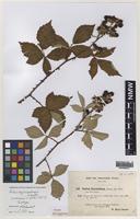 Isotype of Rubus anglocandicans A.Newton [family ROSACEAE]