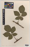 Paratype of Rubus anglofuscus Edees [family ROSACEAE]