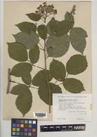Paratype of Rubus proiectus A.Beek [family ROSACEAE]
