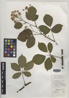 Holotype of Rubus aquarum A.Newton & M.Porter [family ROSACEAE]