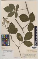 Paratype of Rubus aquarum A.Newton & M.Porter [family ROSACEAE]