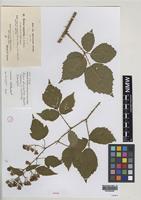 Isotype of Rubus atrebatum A.Newton [family ROSACEAE]