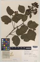 Isoparatype of Rubus bartonii A.Newton [family ROSACEAE]