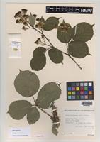 Paratype of Rubus boudiccae A.L.Bull & Edees [family ROSACEAE]