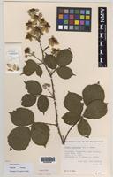 Paratype of Rubus boudiccae A.L.Bull & Edees [family ROSACEAE]