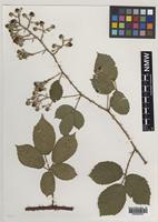 Holotype of Rubus brevistaminosus Edees & A.Newton [family ROSACEAE]