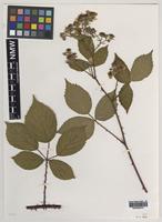 Holotype of Rubus canterburiensis Edees [family ROSACEAE]