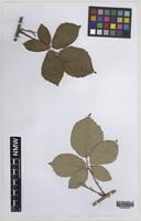 Isoparatype of Rubus cotteswoldensis W.C.Barton & Ridd. [family ROSACEAE]