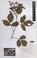 Paratype of Rubus daltrii Edees & Rilstone [family ROSACEAE]