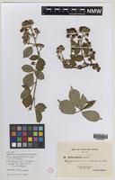 Isolectotype of Rubus dentatifolius (Briggs) W.C.R.Watson [family ROSACEAE]