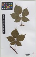 Isolectotype of Rubus durotrigum R.P.Murray [family ROSACEAE]